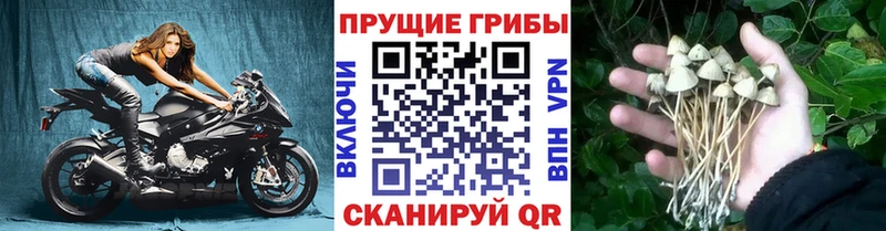 Купить закладки  Медногорск  Галлюциногенные грибы Magic Shrooms 